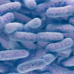 Microbiota intestinal y síndrome metabólico: ¿Qué rol juegan las bacterias Bifidobacterium?